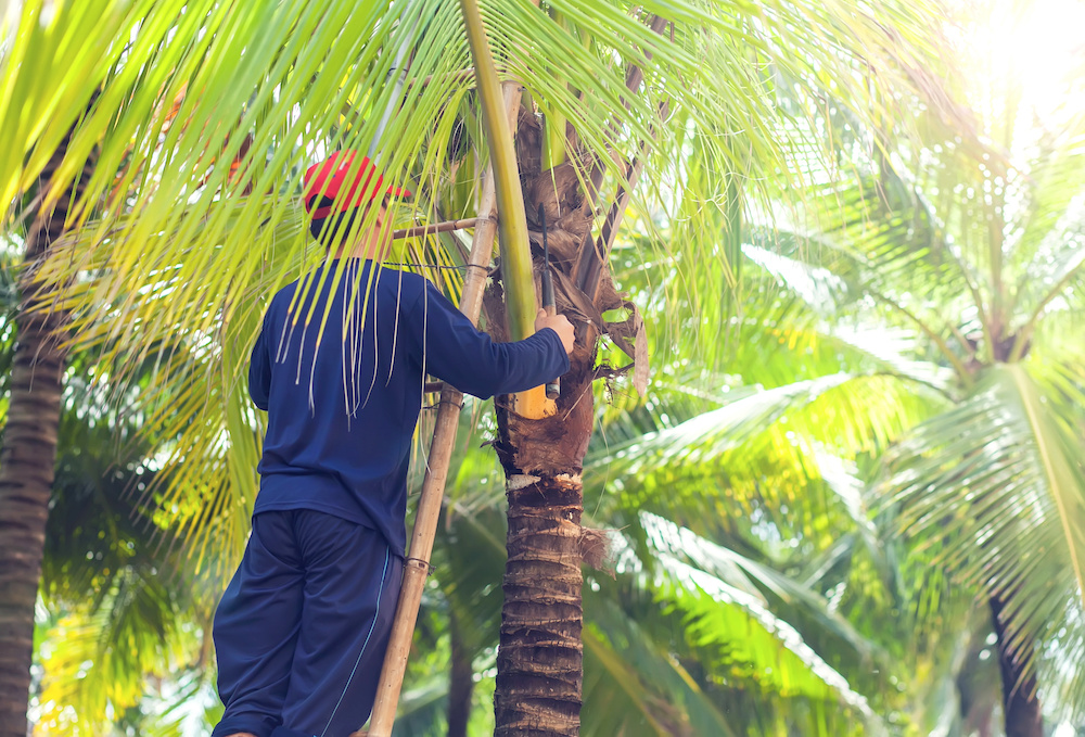 Tree Removal Service North Port