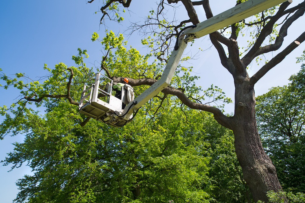 Tree Services