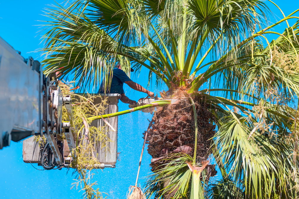 Tree Trimming in North Port