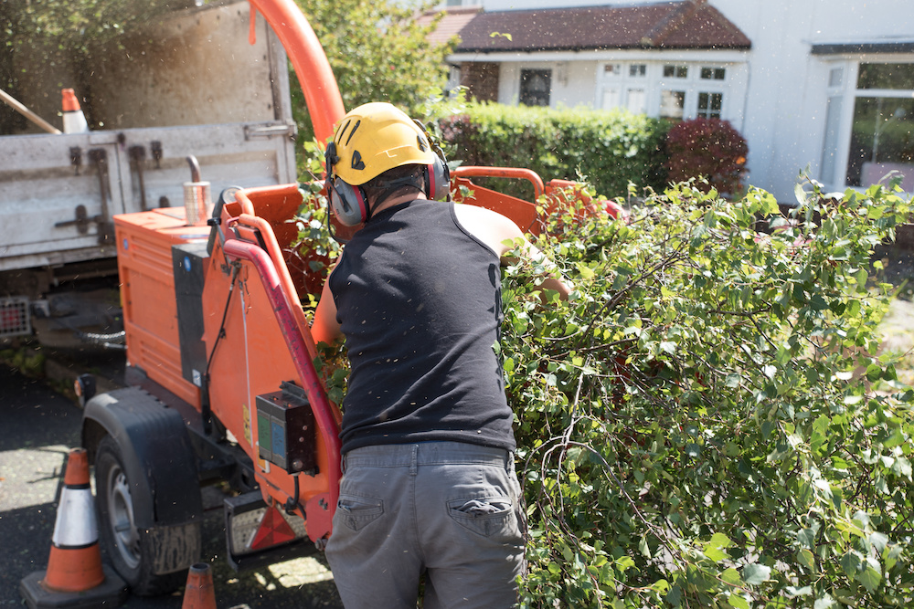 Tree Trimming