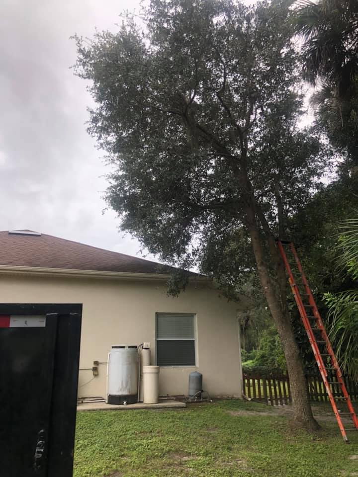 North Port tree removal near me